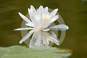 White Waterlily with reflection
