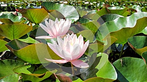 white waterlily seerose in the water