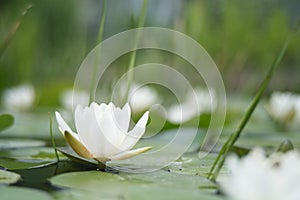 White waterlily on a small pond