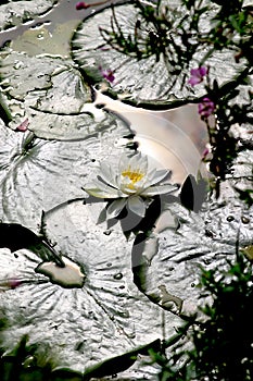 White waterlily in sunlight