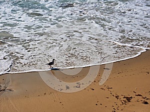 White Wave Washing Onto Seagull on Yellow Sand Beach, Sydney, Australia