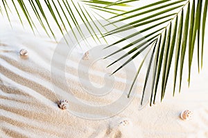 White wavy sand, seashells and green palm leaves in sunlight with shadow as background. Summer vacation on tropical beach.