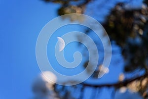 White waxing crescent Moon on noon sky with blurry pine tree brunches in foreground