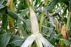 White waxy corn