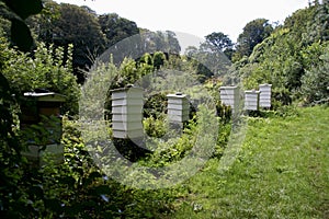 White WBC Beehives in a rural cornish location.