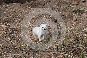 White weasel  Mustela nivalis  in sand in early spring