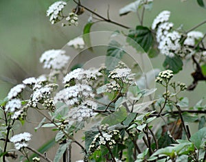 White Weather Flower