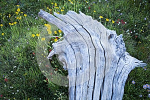 White, weathered tree trunk