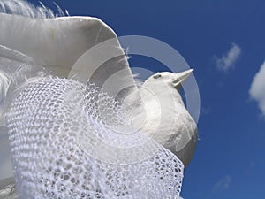 White Wedding Dove