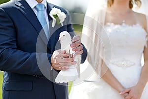 White wedding dove at groom's hands