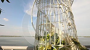 White wedding pigeon wait in a cage on the newlyweds