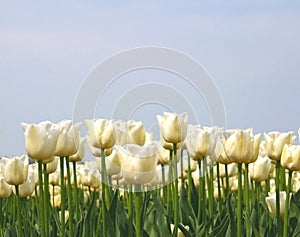 White tulips in a blue sky, agriculture in the Dutch Noordoostpolder, Netherlands photo