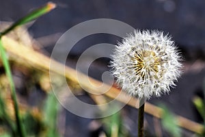 White weed