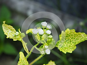 White weed commonly, Siam weed, Bitter bush, Christmas bush, Devil weed, Common floss flower blooming in the garden