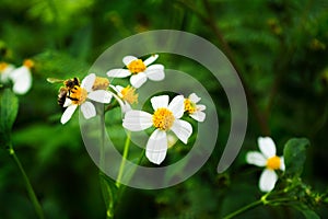 White Weed Flowers With a Bee - Daisy Lookalikes photo