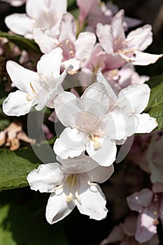 White weigela flowers close up