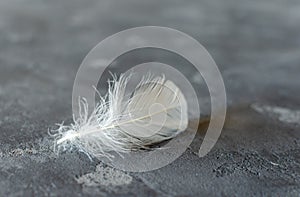 White weightless  feather on grey concrete background. Selective forcus. Space for text