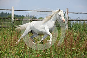 White welsh mountain pony stallion running