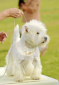White West Highland Terrier dog at puppy school training