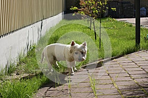 White west highland terrier on sunahine