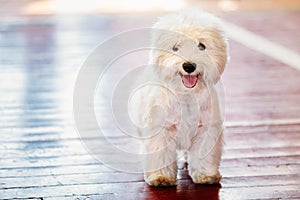 White West Highland White Terrier Westie, Westy