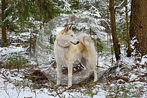 White West Siberian Laika