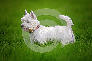 White Westie dog