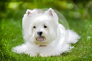 White westie dog with green background