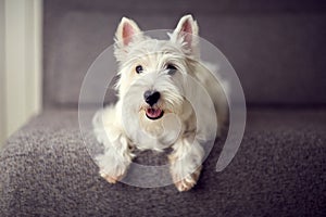 White westie puppy