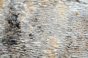 White wet calcified stone texture caused by mineral deposits in water