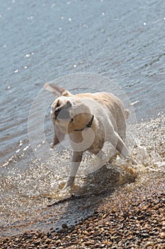 White wet dog shaking and splashing