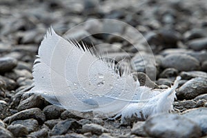 White Feather