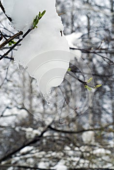 White wet snow on the branch of yong tree photo