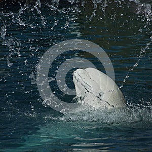 White whale