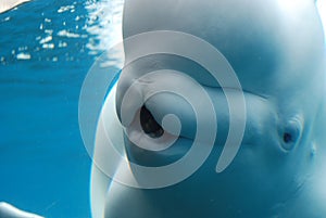 White Whale Up Close and Personal Underwater