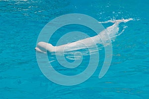 White whale in the water in pool Dolphin