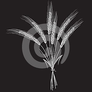 White wheat isolated on black background