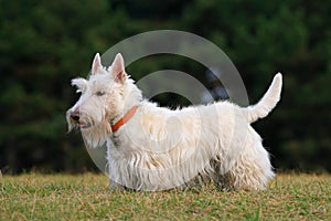 White wheaten scottish terrier, cute dog on green grass lawn