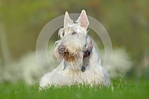 White, wheaten scottish terrier, cute dog on green grass lawn, white flower in the background, Scotland, United Kingdom