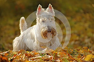 White wheaten Scottish terrier, sitting on gravel road with orange leaves during autumn, yellow tree forest in background. Dog in