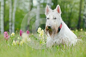 White, wheaten, Scottish terrier, sitting on green grass lawn. Cute home animal in the garden. White dog in the green grass. Dog i