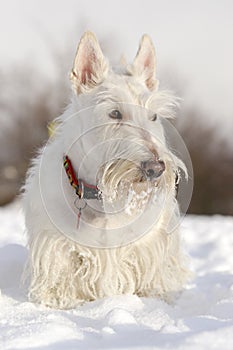 White (wheaten) scottish terrier, sitting on the snow during winter