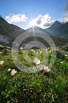 White whindflowers at Smutna dolina valley