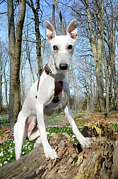 White whippet stands with elevated forepart, in a forest in early spring