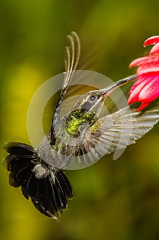 White-whiskered Hermit