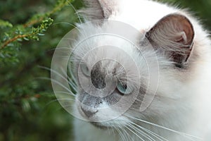 White whiskered hunting cat
