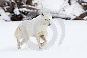 White on white Arctic wolf