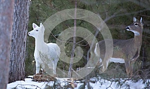 White, white-tailed deer in winter