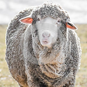 White Whooly Sheep with Ears sticking Out