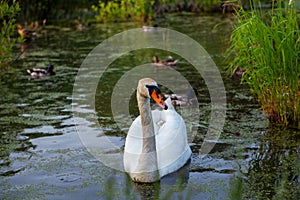 White whooper swan-Cygnus cygnus on the lake with blue dark water background. beautiful elegant royal bird swimming on